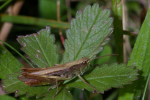 Vorschaubild Saltatoria, Acrididae, Chorthippus dorsatus_2005_07_29--13-44-18.jpg 