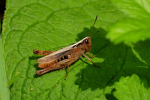 Vorschaubild Saltatoria, Acrididae, Chorthippus vagans_2019_08_24--12-23-57.jpg 