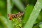 Vorschaubild Saltatoria, Acrididae, Gomphocerippus rufus_2019_08_21--10-12-59.jpg 