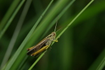 Vorschaubild Saltatoria, Acrididae, Omocestus viridulus, Bunter Grashuepfer_2006_07_10--15-22-27.jpg 