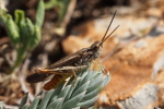 Vorschaubild Saltatoria, Acrididae, Stenobothrus rubicundulus_2016_06_08--11-52-32.jpg 