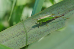 Vorschaubild Saltatoria, Tettigoniidae, Conocephalus fuscus_2019_08_01--14-44-29.jpg 