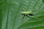 Vorschaubild Saltatoria, Tettigoniidae, Meconema thalassinum, Gemeine Eichenschrecke_2023_08_05--10-44-59.jpg 