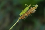 Vorschaubild Saltatoria, Tettigoniidae, Phaneroptera falcata,Weibchen_2020_08_16--09-57-11.jpg 