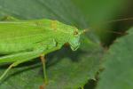 Vorschaubild Saltatoria, Tettigoniidae, Phaneroptera nana, Sichelschrecke, Weibchen_2023_08_31--11-02-59.jpg 