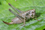 Vorschaubild Saltatoria, Tettigoniidae, Pholidoptera griseoaptera, Strauchschrecke, Weibchen_2008_08_17--12-47-29.jpg 
