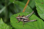 Vorschaubild Saltatoria, Tettigoniidae, Pholidoptera griseoaptera_2014_07_13--12-24-30.jpg 