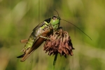 Vorschaubild Saltatoria, Tettigoniidae, Roeseliana roeselii_2015_08_27--09-07-14.jpg 