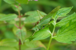 Vorschaubild Saltatoria, Tettigoniidae, Tettigonia viridissima, Gruenes Heupferd_2019_08_29--14-08-51.jpg 
