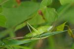 Vorschaubild Saltatoria, Tettigoniidae,Ruspolia nitidula, Grosse Schiefkopfschrecke, weibliche Larve_2023_07_27--12-07-04.jpg 