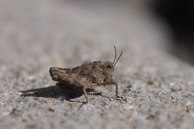 ../previews/005-Orthoptera, Tetrigidae, Tetrix, Larve_2016_03_26--15-25-04.jpeg.medium.jpeg