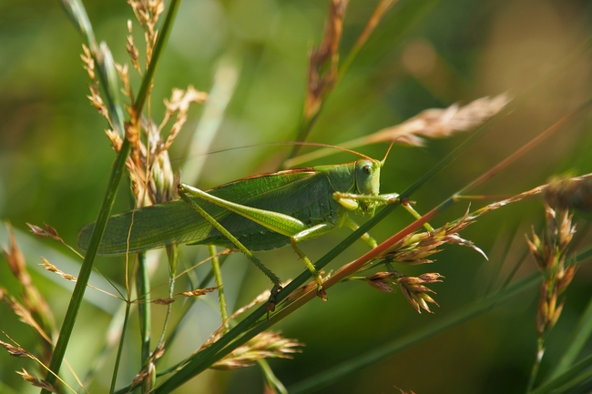 ../previews/010-Orthoptera, Tettigoniidae, Tettigonia viridissima, Gruenes Heupferd_2019_07_04--09-50-49.jpeg.medium.jpeg