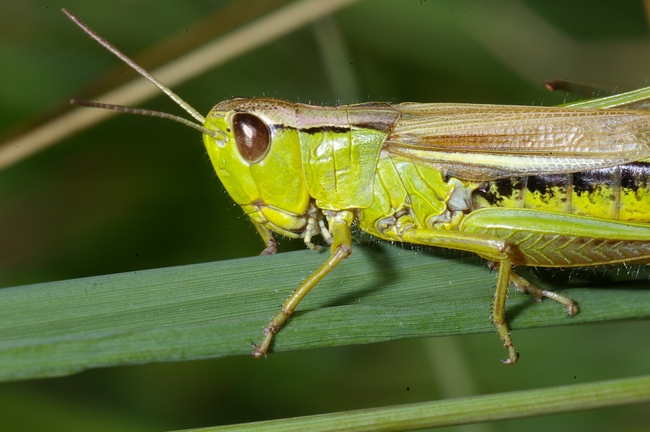 ../previews/025-Saltatoria, Acrididae, Chrysochraon dispar_2008_08_18--11-36-21.jpeg.medium.jpeg