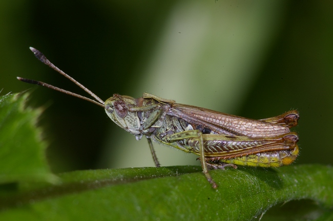 ../previews/030-Saltatoria, Acrididae, Gomphocerus rufus, Keulenschrecke_2008_08_18--11-56-15.jpeg.medium.jpeg