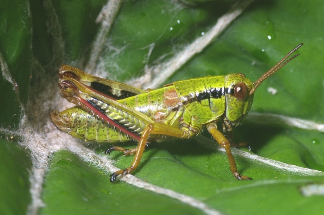 ../previews/039-Saltatoria, Catantopidae, Miramella alpina, Gebirgsschrecke, Larve_2006_07_10--08-26-15.jpeg.medium.jpeg