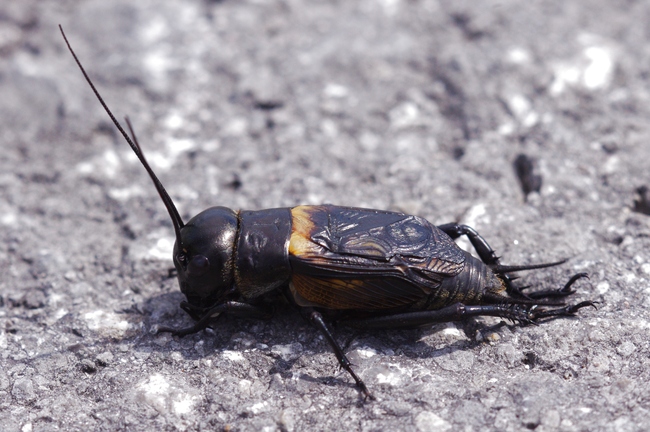 ../previews/044-Saltatoria, Gryllidae, Gryllus camprestis, Feldgrille_2011_06_10--10-30-04.jpeg.medium.jpeg