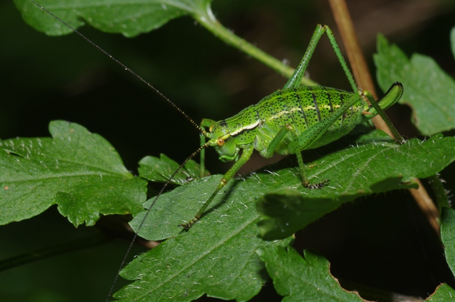 ../previews/047-Saltatoria, Tettigoniidae, Barbitistes constrictus, Weibchen_2012_07_26--13-45-33.jpeg.medium.jpeg