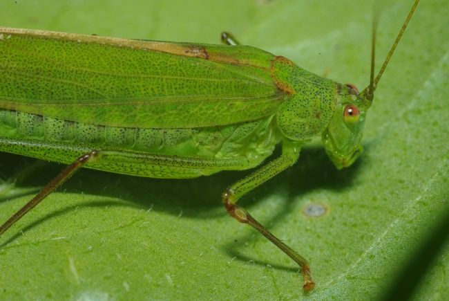 ../previews/056-Saltatoria, Tettigoniidae, Phaneroptera falcata_2013_09_21--12-56-24.jpeg.medium.jpeg