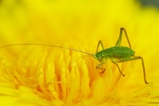 thumbnails/011-Orthoptera, Tettigoniidae, Tettigonia viridissima, Larve_2019_04_25--11-18-55.jpeg.small.jpeg