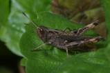 thumbnails/028-Saltatoria, Acrididae, Gomphocerus rufus, Keulenschrecke_2006_08_08--16-46-18.jpeg.small.jpeg