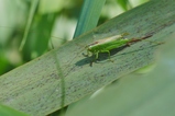 thumbnails/051-Saltatoria, Tettigoniidae, Conocephalus fuscus_2019_08_01--14-44-29.jpeg.small.jpeg