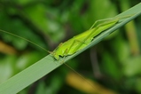 thumbnails/054-Saltatoria, Tettigoniidae, Phaneroptera falcata_2012_08_18--10-14-08.jpeg.small.jpeg