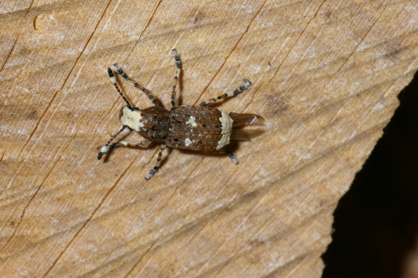 Skaliertes Bild Coleoptera, Anthribidae, Anthribus albinus_2005_05_26--16-46-34.jpg 