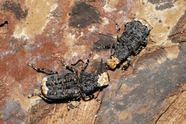 Skaliertes Bild Coleoptera, Anthribidae, Platyrhinus resinosus_2019_08_16--11-12-57.jpg 