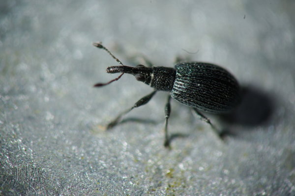 Skaliertes Bild Coleoptera, Apionidae,_2013_10_20--11-32-07.jpg 