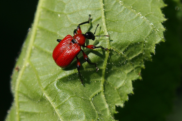 Skaliertes Bild Coleoptera, Attelabidae, Apoderus coryli, Blattroller rollt Blatt ein_2022_07_16--07-25-24.jpg 