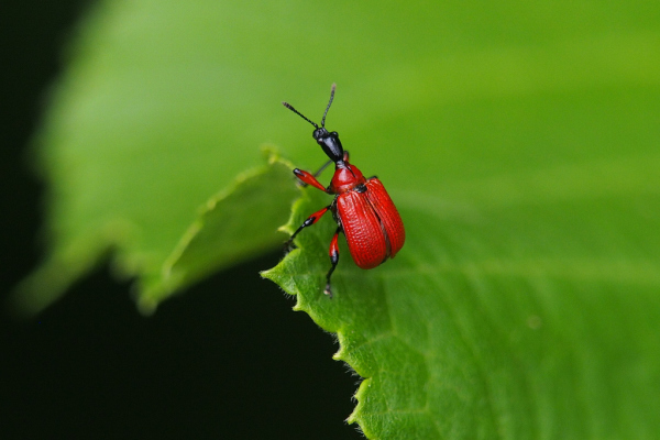 Skaliertes Bild Coleoptera, Attelabidae, Apoderus coryli, Blattroller_2019_07_08--14-21-58.jpg 