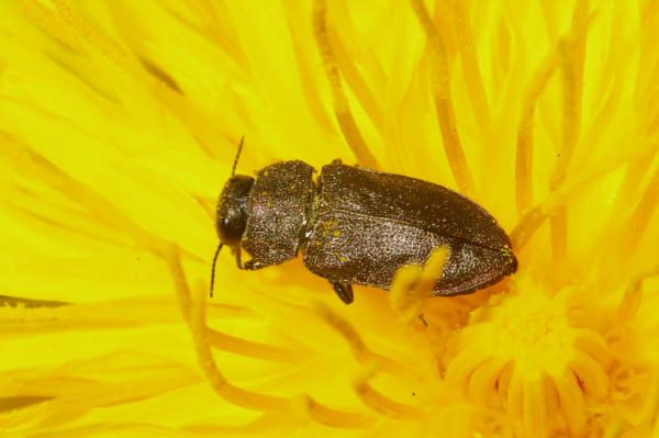 Skaliertes Bild Coleoptera, Buprestidae, Anthaxia quadripunctata_2005_01_05--03-43-27.jpg 