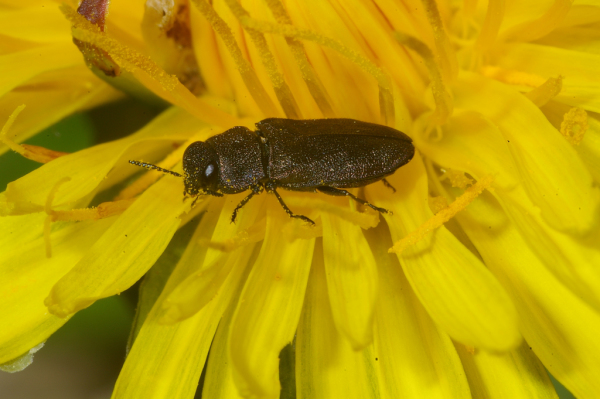 Skaliertes Bild Coleoptera, Buprestidae, Anthaxia quadripunctata_2005_01_05--04-30-17.jpg 