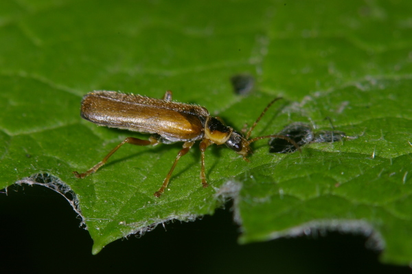 Skaliertes Bild Coleoptera, Cantharidae, Cantharis decipiens_2006_06_23--10-41-03.jpg 
