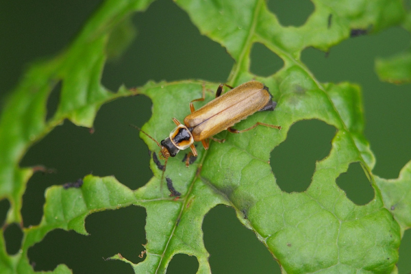Skaliertes Bild Coleoptera, Cantharidae, Cantharis decipiens_2020_05_11--10-13-35.jpg 
