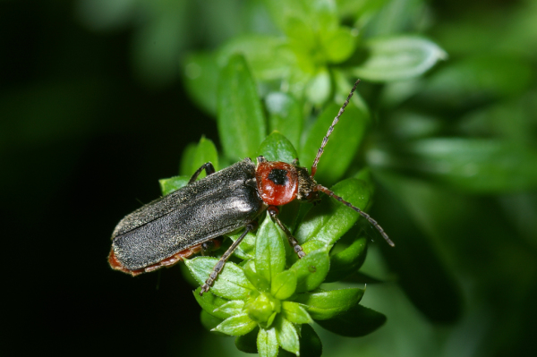 Skaliertes Bild Coleoptera, Cantharidae, Cantharis fusca_2005_05_29--09-25-33.jpg 
