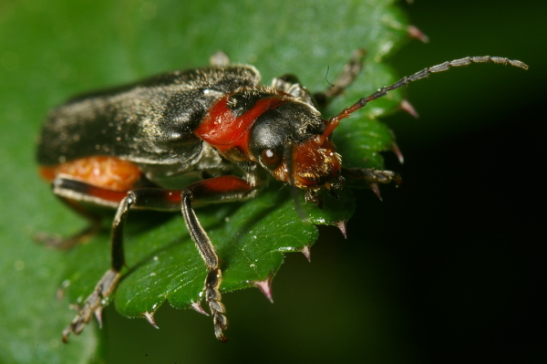 Skaliertes Bild Coleoptera, Cantharidae, Cantharis fusca_2007_05_14--10-02-39.jpg 