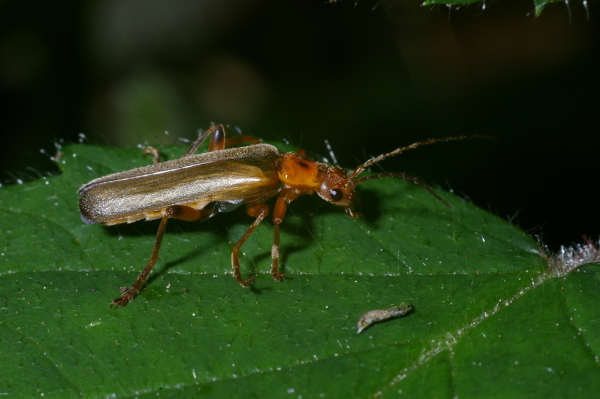 Skaliertes Bild Coleoptera, Cantharidae, Cantharis livida_2006_06_03--09-07-20.jpg 