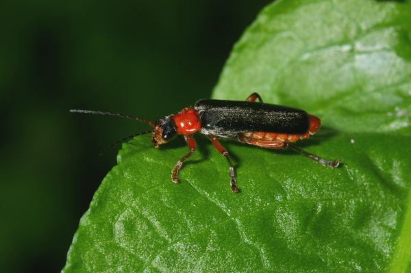 Skaliertes Bild Coleoptera, Cantharidae, Cantharis pellucida_2005_05_27--08-40-35.jpg 