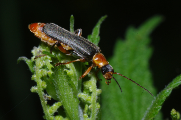 Skaliertes Bild Coleoptera, Cantharidae, Cantharis pellucida_2011_06_05--10-27-56.jpg 