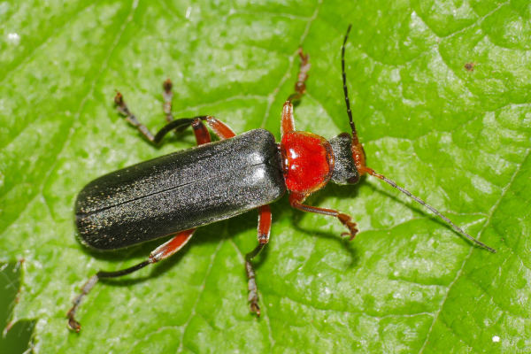 Skaliertes Bild Coleoptera, Cantharidae, Cantharis pellucida_2020_05_15--13-58-48.jpg 