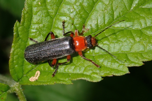 Skaliertes Bild Coleoptera, Cantharidae, Cantharis pellucida_2023_05_11--10-06-17.jpg 