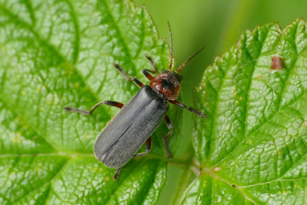 Skaliertes Bild Coleoptera, Cantharidae, Cantharis rustica_2019_05_18--10-13-31.jpg 