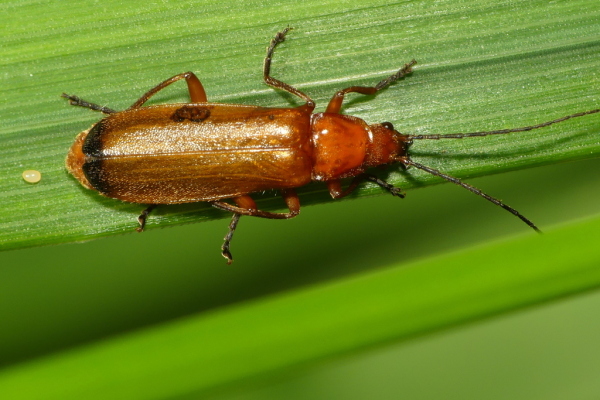 Skaliertes Bild Coleoptera, Cantharidae, Rhagonycha fulva_2020_07_27--10-25-24.jpg 