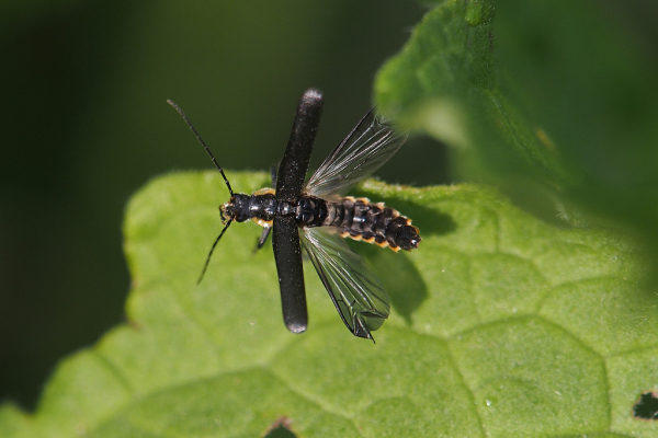 Skaliertes Bild Coleoptera, Cantharidae, beim Abflug_2019_05_17--09-56-19.jpg 
