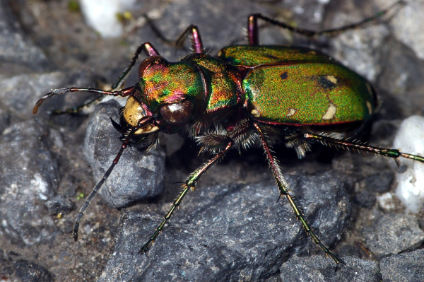 Skaliertes Bild Coleoptera, Carabidae, Cicindela campestris_2005_01_05--04-04-44.jpg 