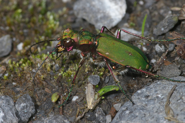 Skaliertes Bild Coleoptera, Carabidae, Cicindela campestris_2005_01_05--04-08-53.jpg 