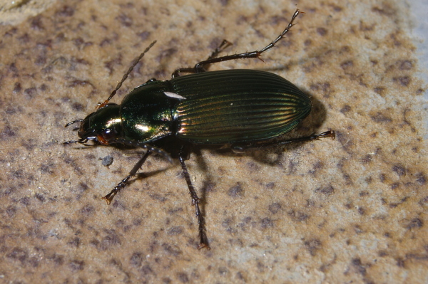 Skaliertes Bild Coleoptera, Carabidae, Poecilus versicolor_2006_09_29--14-46-57.jpg 