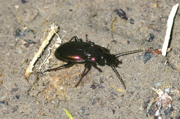 Skaliertes Bild Coleoptera, Carabidae, Pterostichus burmeisteri_2006_04_22--10-19-35.jpg 