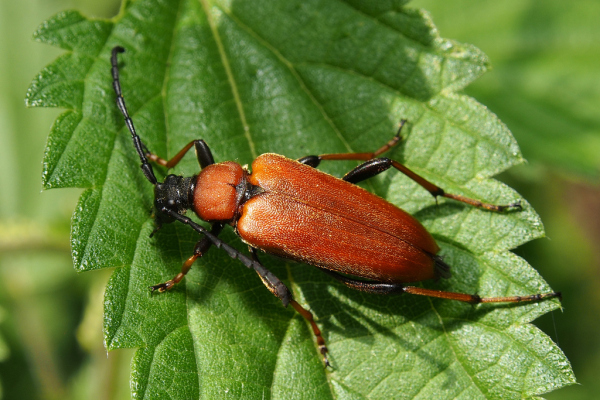 Skaliertes Bild Coleoptera, Cerambycidae,  Leptura rubra, Rothalsbock_2022_07_05--10-08-10.jpg 